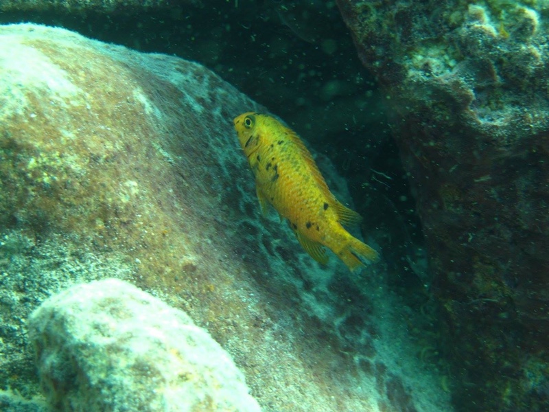 Labeotropheus trewavasae 'Thumbi West Island'